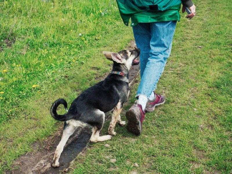 My Virtual Vet, Inc.